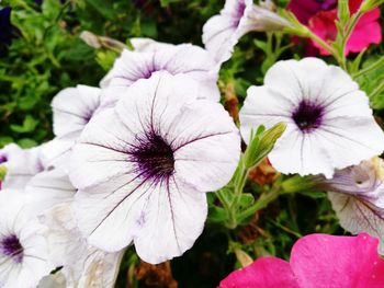 Close-up of hibiscus blooming outdoors