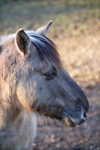 Close-up of an animal on field