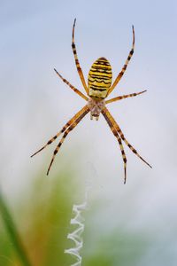 Close-up of spider