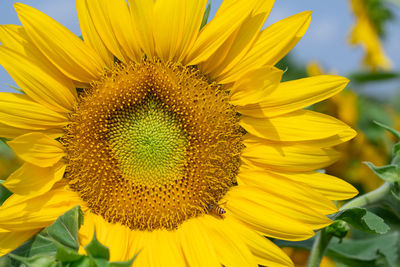 Close-up of yellow sunflower