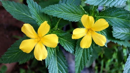 Close-up of yellow flowering plant