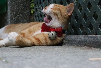 Close-up of a cat yawning with a large red collar with a bell