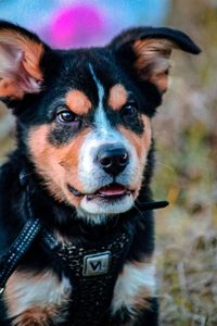 Close-up portrait of dog on field