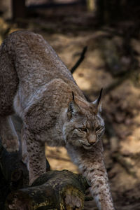 Close-up of cat