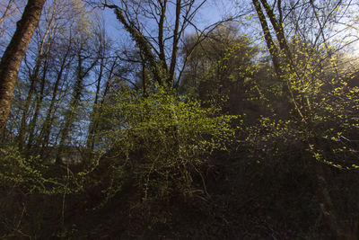 Trees in forest