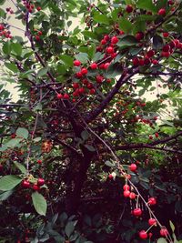 Low angle view of red flowers