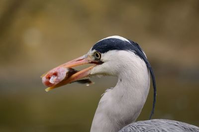 Close-up of bird eating