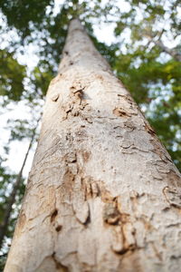 Low angle view of tree trunk in forest