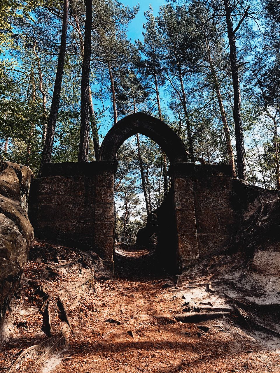 TREES IN FOREST SEEN FROM ABANDONED BUILDING