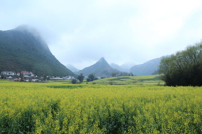 Scenic view of field against sky