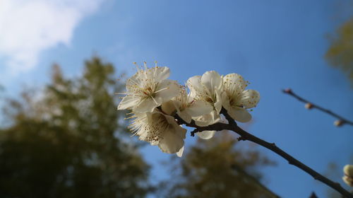 Close-up of white plum blossom against sky