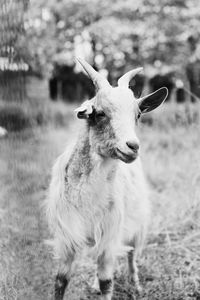 Portrait of an animal on field