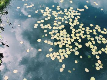 High angle view of flowers floating on water at night