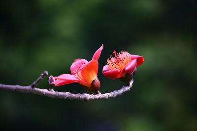 Close-up of pink flowers