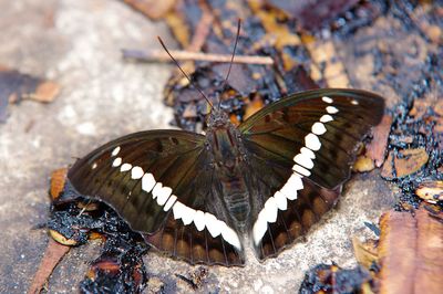 High angle view of butterfly on leaf