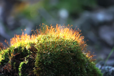 Close-up of moss