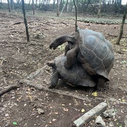 High angle view of turtle on field