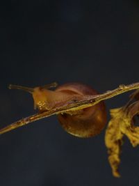 Close-up of insect on dry leaf against black background