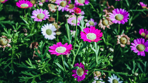 Close-up of pink flowering plants