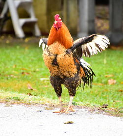 Close-up of rooster