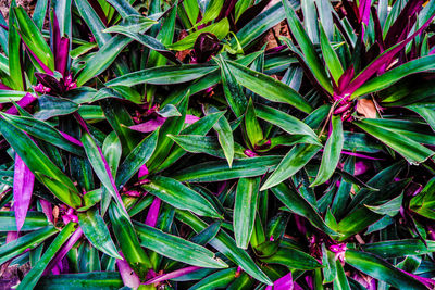 High angle view of plant growing outdoors