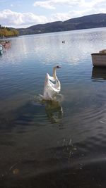 Swan swimming in lake against sky