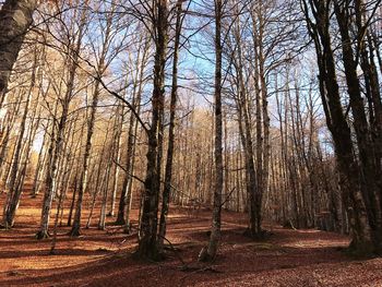 View of trees in forest