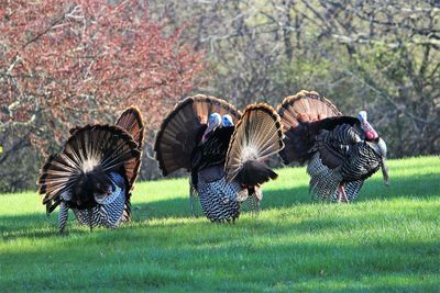 Turkeys in a field