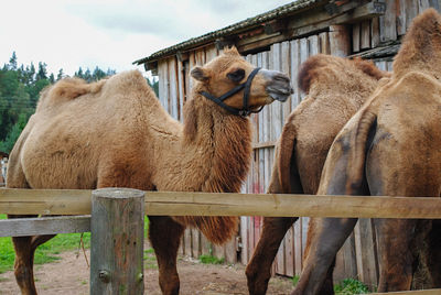 Camels in farm