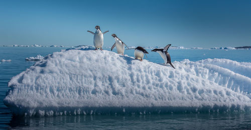 Birds in sea against clear sky