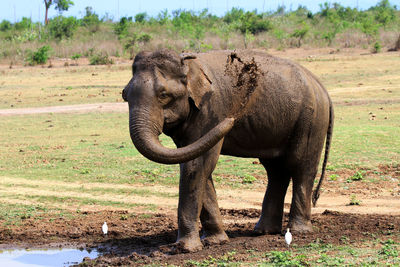 Elephant in a field