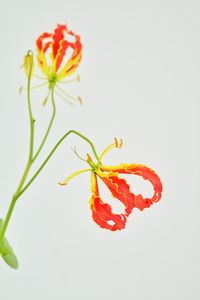 Close-up of red flowers