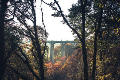 Trees growing in forest against sky during autumn