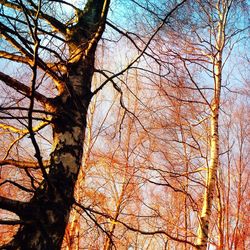 Low angle view of bare trees against sky