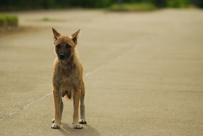 Portrait of dog standing on road in city