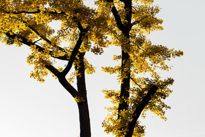 Low angle view of tree against sky