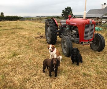 Dog standing in field