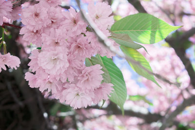 Close-up of pink blossom