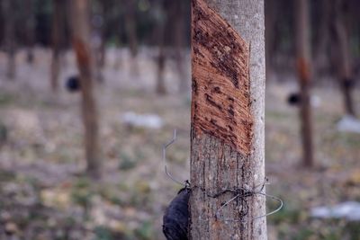 Close-up of wooden post on tree trunk