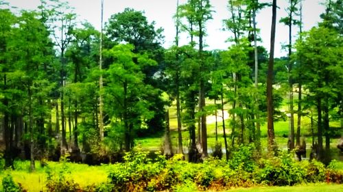 Trees in forest