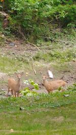 View of sheep on grass