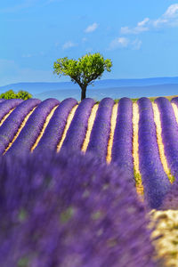 Scenic view of flowering plant on field against sky