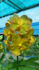 Close-up of yellow flowers blooming outdoors