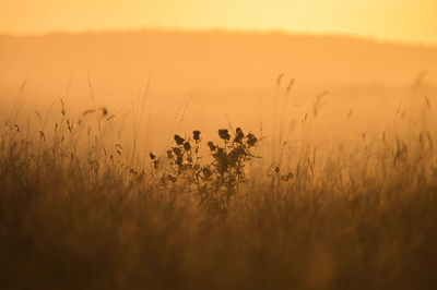 Scenic view of field against sky at sunset