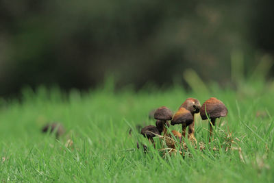 Close-up of mushrooms on grass