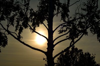 Low angle view of silhouette tree against sky