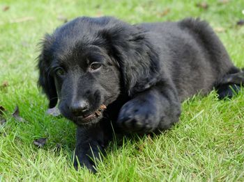 Portrait of hovawart puppy relaxing on field