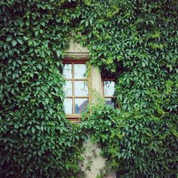 Ivy growing on tree