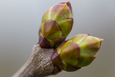 Macro shot of buds