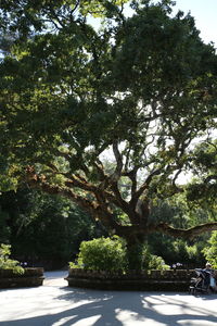 Trees by plants against sky